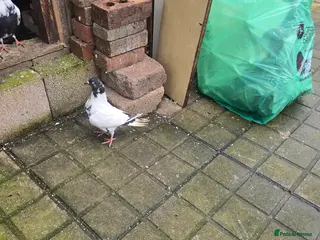 Mixed Breed birds Afghani pigeons - Advert 11