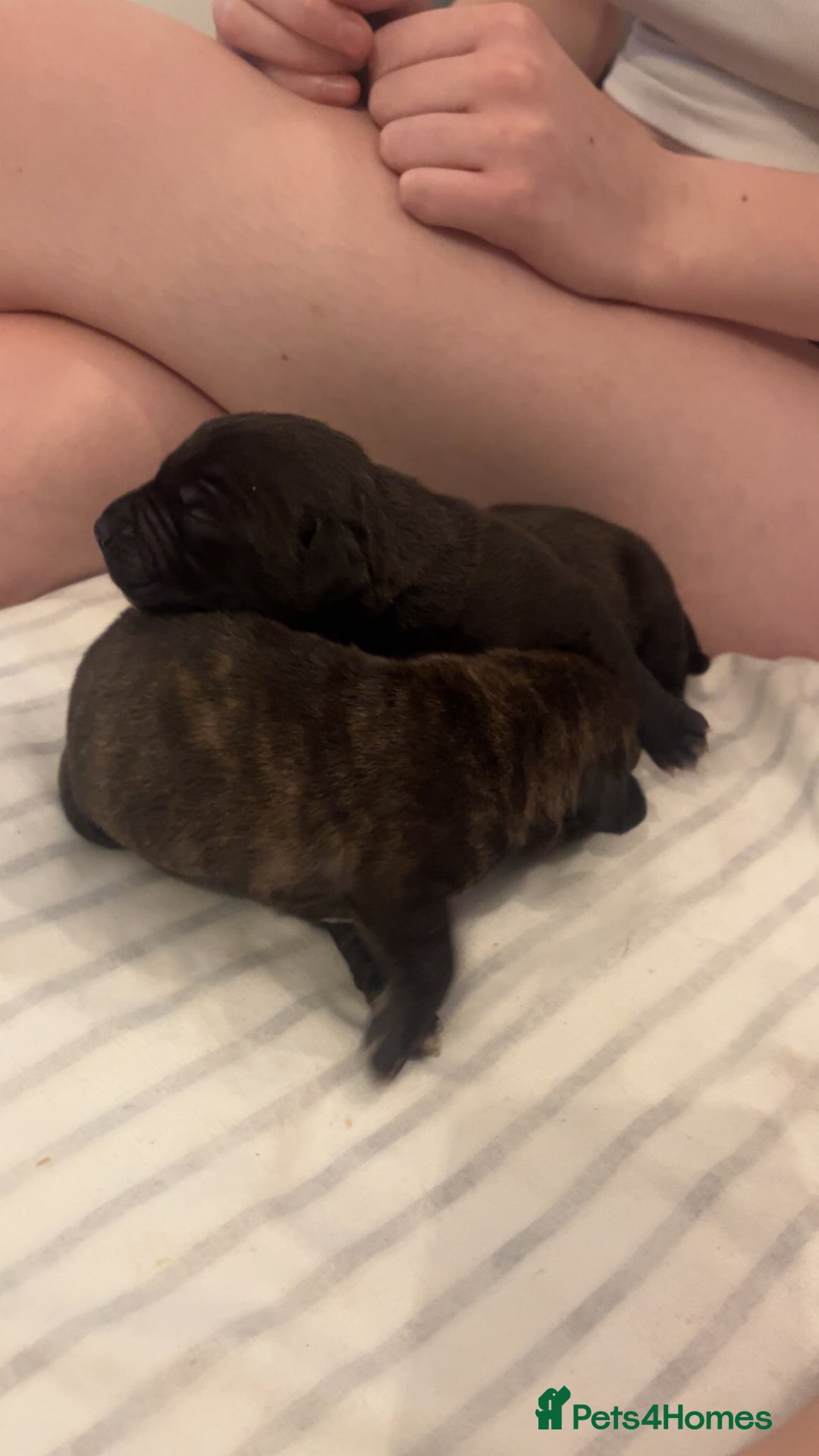 Mixed Breed dogs for sale: Cane corso x staff - Image 3