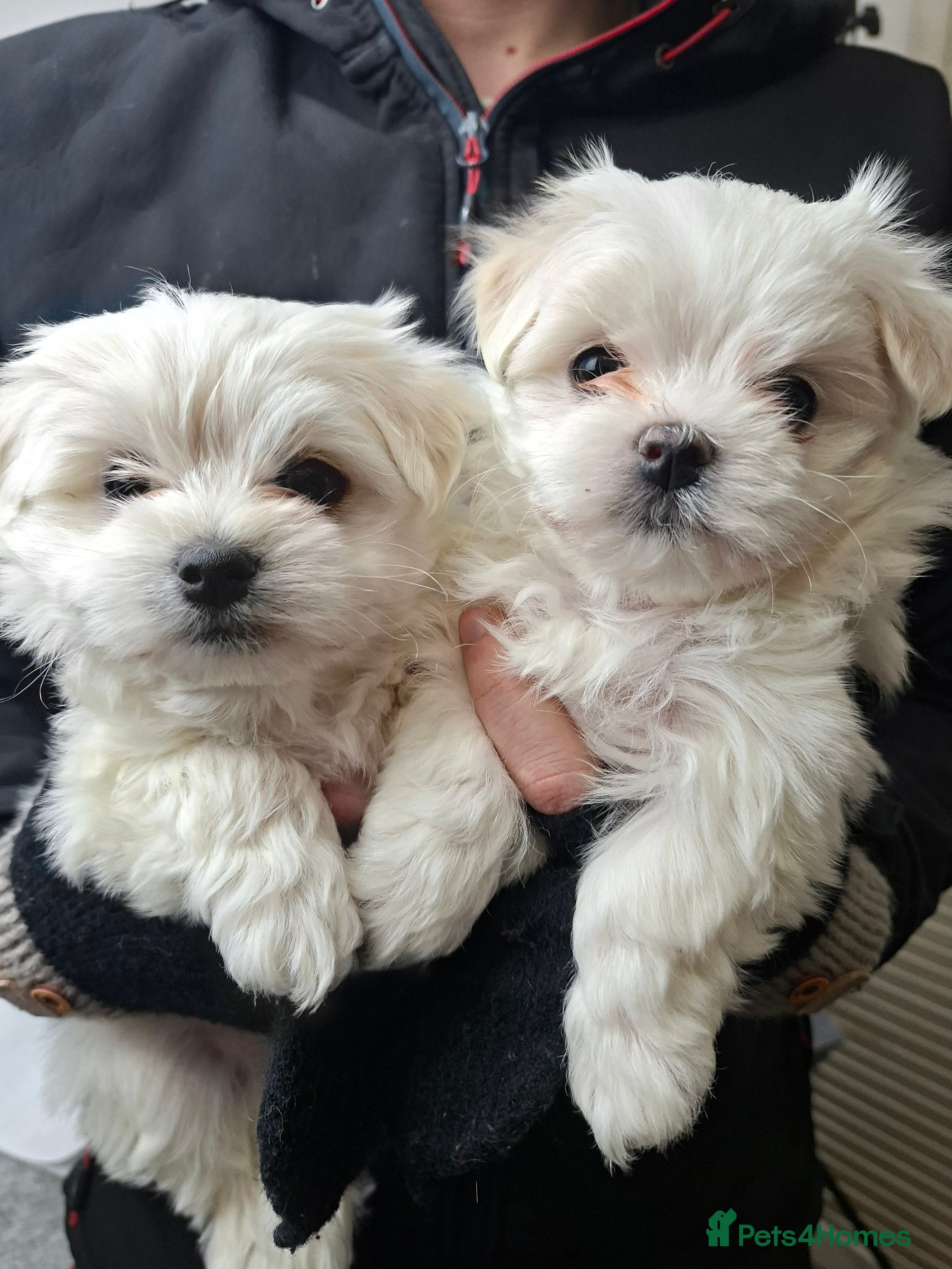 Maltese dogs Maltese puppies available mid January 2026 - Advert 1