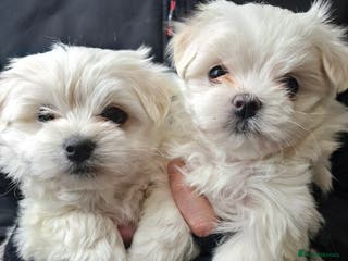 Maltese dogs Maltese puppies available mid January 2026 - Advert 3
