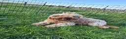 Cavapoo dogs for sale: Cavapoo F1b Puppies in Bishop Auckland - Advert 11