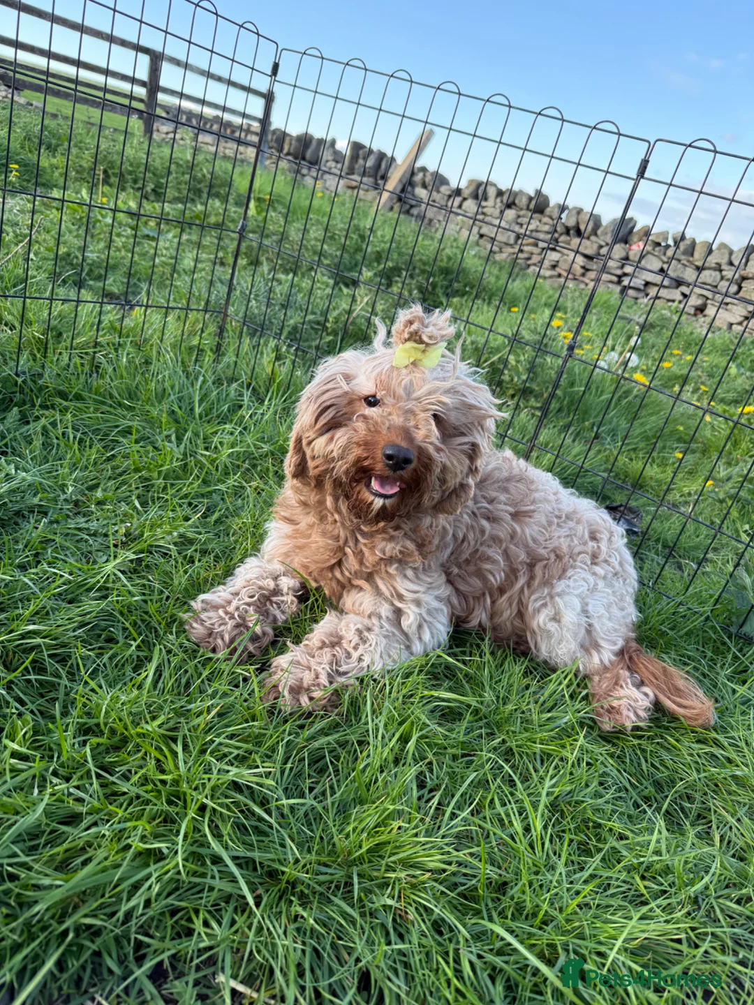 Cavapoo dogs for sale: Cavapoo F1b Puppies in Bishop Auckland - Advert 11