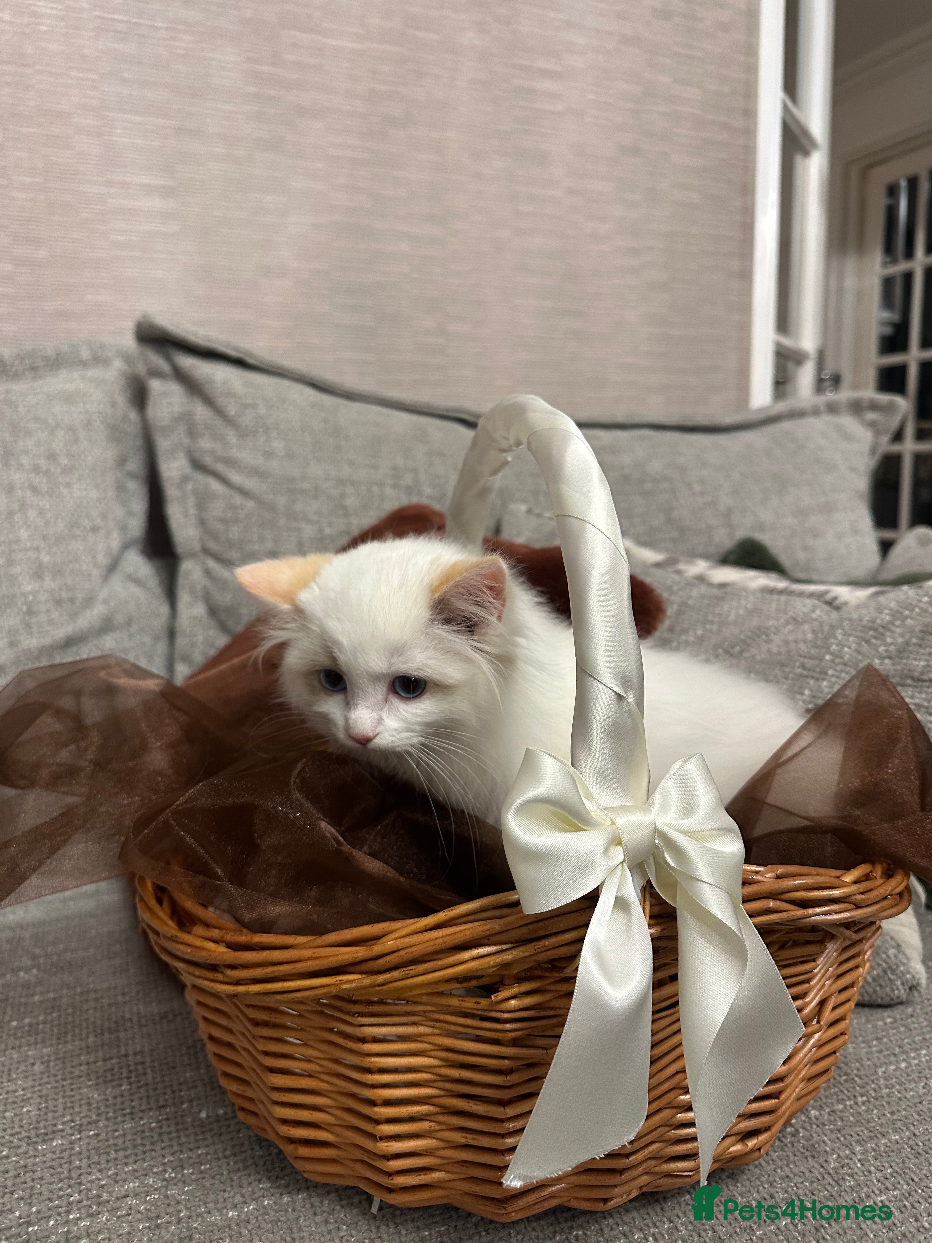 Ragdoll cats Gorgeous full pedigree ragdoll kittens - Advert 14