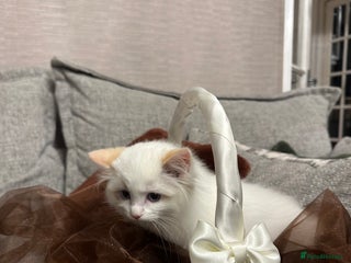 Ragdoll cats Gorgeous full pedigree ragdoll kittens - Advert 14