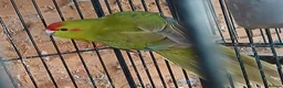 Parakeets birds for sale: Kakariki hen Cinnamon kakariki girl  - Advert 8