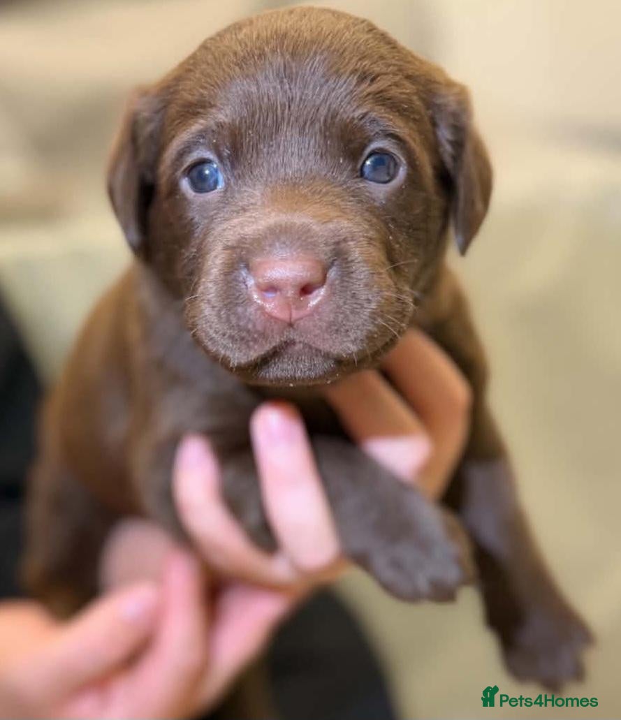 Labrador Retriever dogs LABRADOR PUPPIES - Advert 20