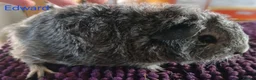 Guinea Pig rodents for sale: Rex and Funky boars and sows - Advert 18