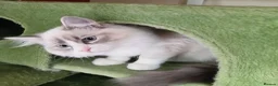 Ragdoll cats for sale: 2 Bio female ragdoll kittens ready now. - Advert 12