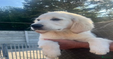 Golden Retriever dogs - Advert 2