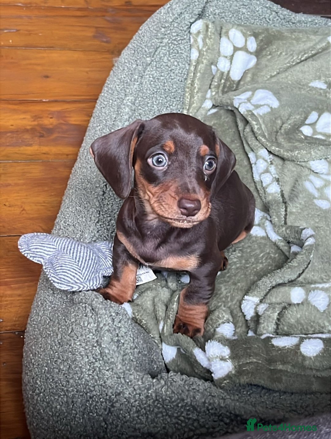 Dachshund dogs for sale: Male dachshund puppy for sale - Advert 1