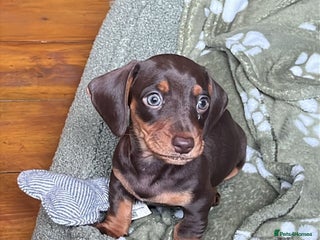 Dachshund dogs Male dachshund puppy for sale - Advert 2