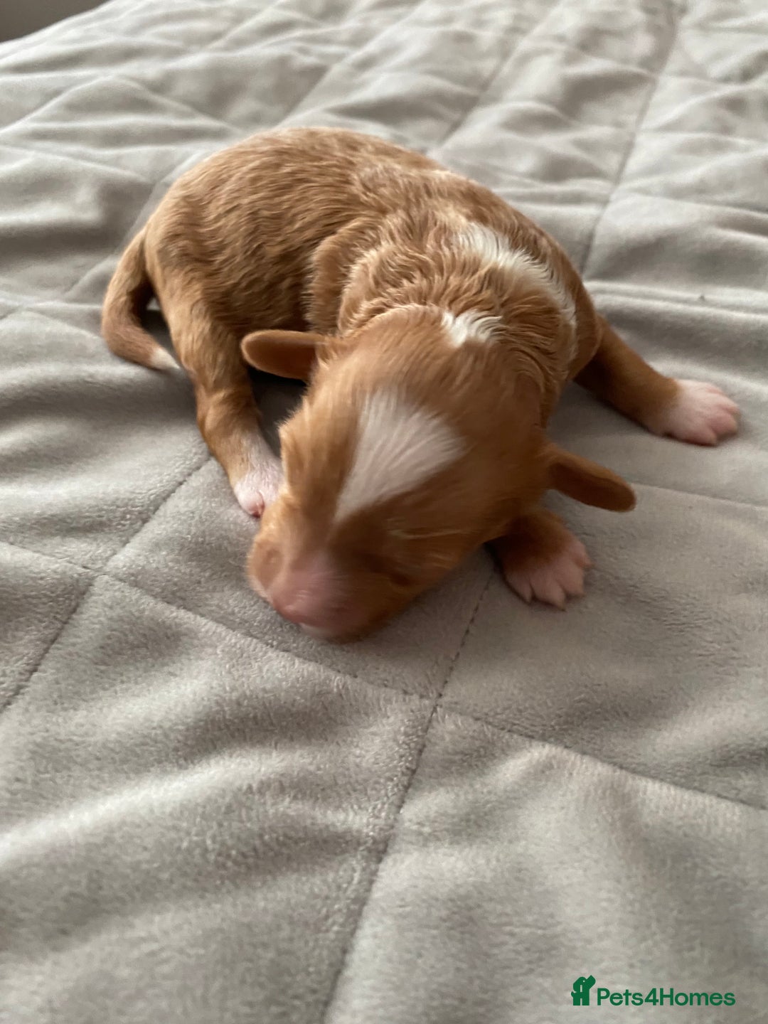 Cockapoo dogs for sale: F1b cockapoo video call viewings available  - Advert 10