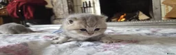 British Shorthair cats for sale: six beautiful British Shorthair  in Halifax - Advert 24