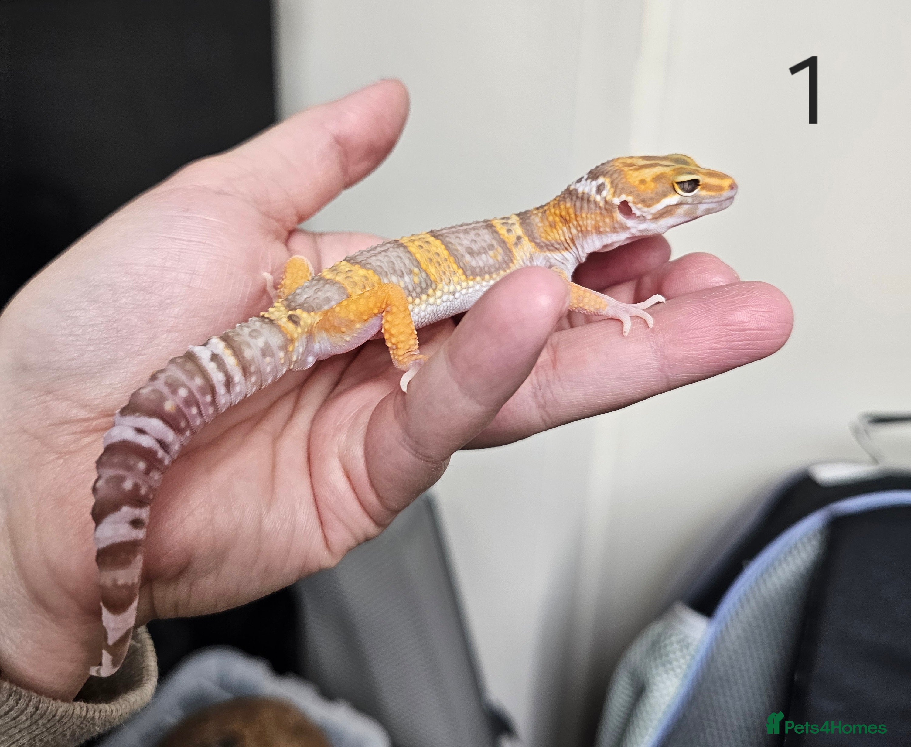 Leopard Gecko reptiles Baby leopard geckos - Advert 16