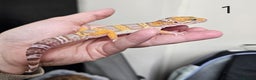 Leopard Gecko reptiles for sale: Baby leopard geckos - Advert 1