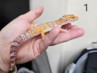 Leopard Gecko reptiles Baby leopard geckos - Advert 1