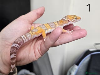Leopard Gecko reptiles Baby leopard geckos - Advert 20