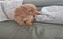 Cockapoo dogs for sale: Last f1B girl ready now - fully vac - Image 5