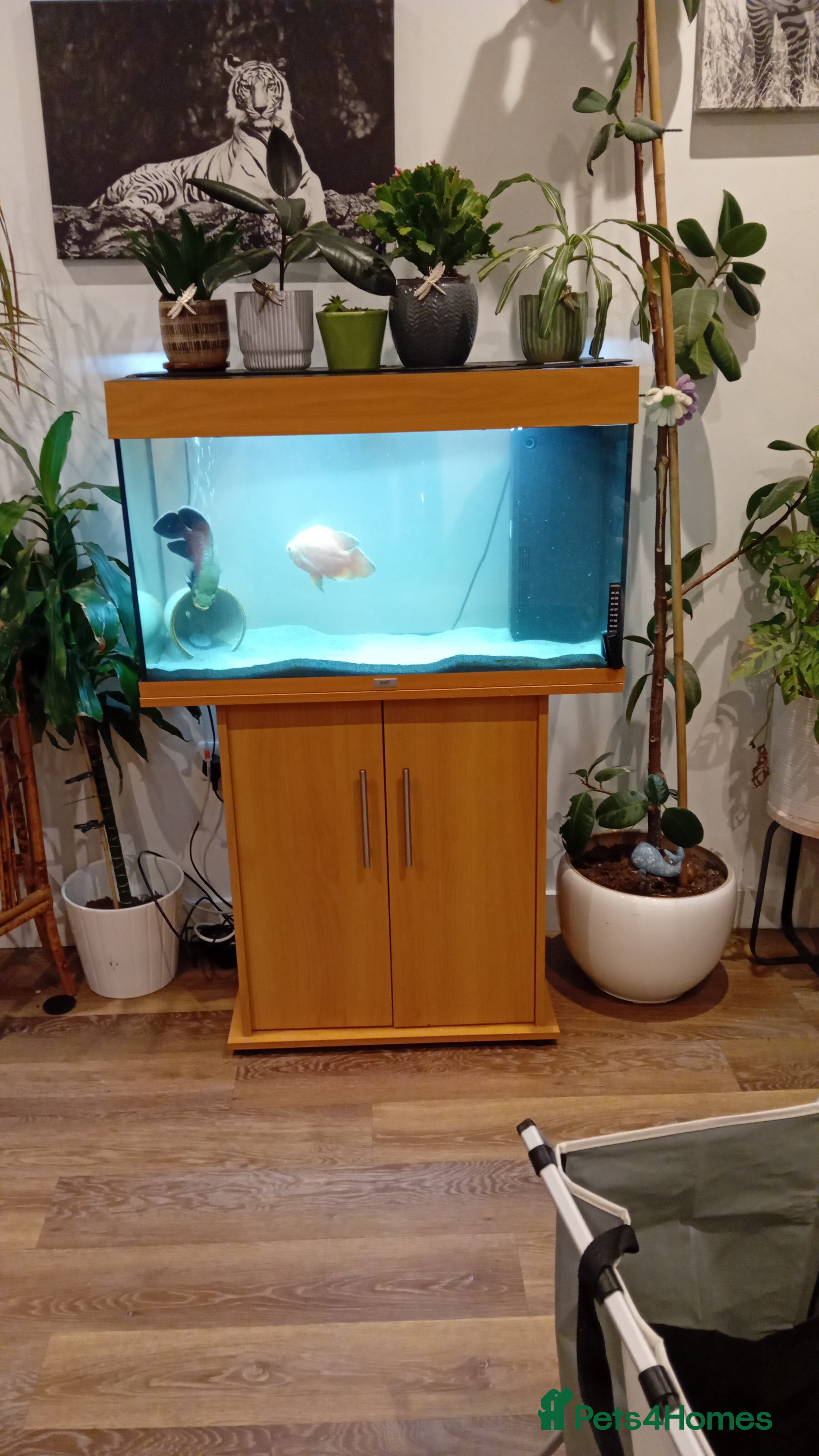 Other/Mixed Breed fish 2 x oscar fish - Advert 6