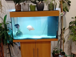 Other/Mixed Breed fish 2 x oscar fish - Advert 6