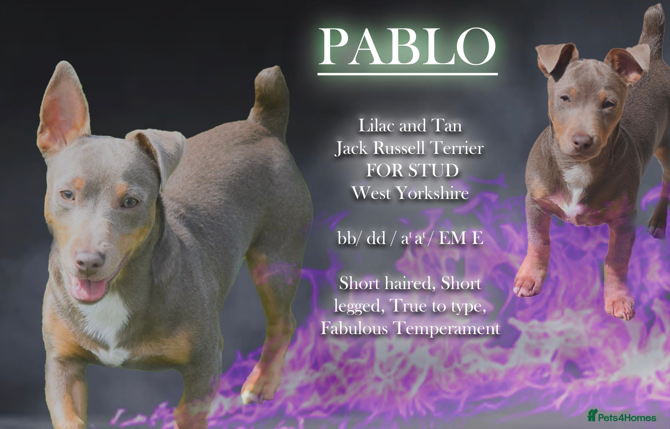 Jack Russell dogs Top quality small  lilac jack Russell FOR STUD  - Advert 8