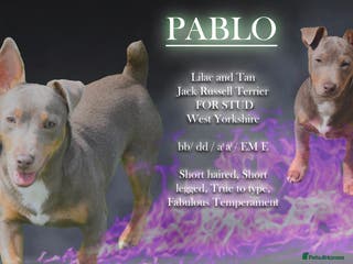 Jack Russell dogs Top quality small lilac jack Russell FOR STUD - Advert 4