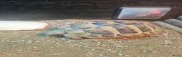 Tortoise reptiles for sale: Hermann tortoises for sale - Advert 2