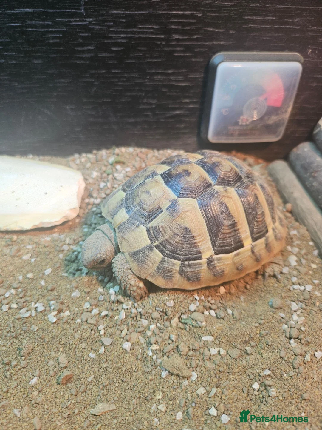 Tortoise reptiles for sale: Hermann tortoises for sale - Advert 2