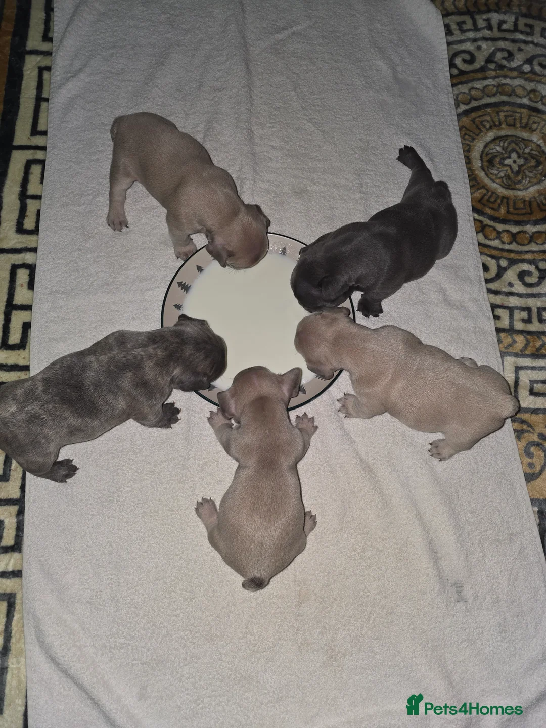 French Bulldog dogs for sale: Beautiful Blue French bulldog  - Advert 3