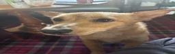 Mixed Breed dogs for adoption: Sensational Sassy in Stalybridge - Advert 6