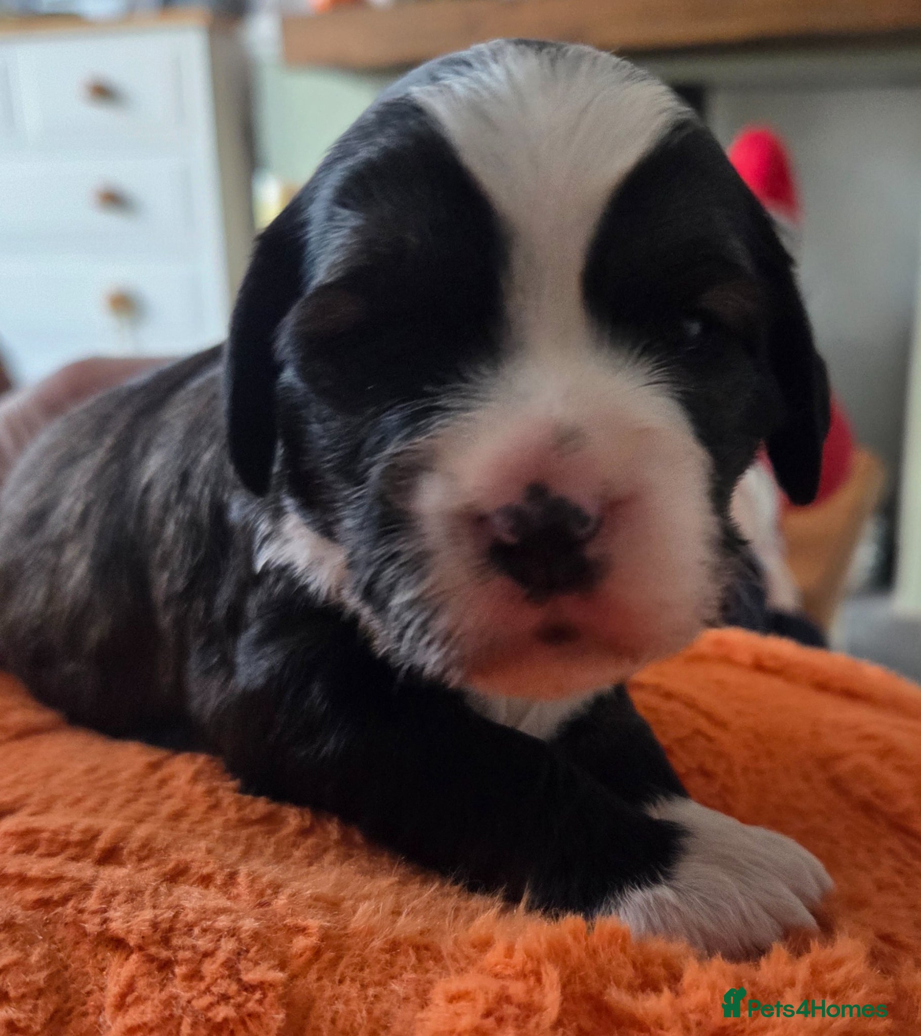 Tibetan Terrier dogs Tibetan Terrier puppies  - Advert 4