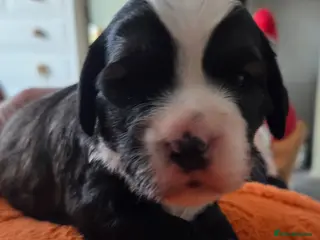 Tibetan Terrier dogs Tibetan Terrier puppies - Advert 4