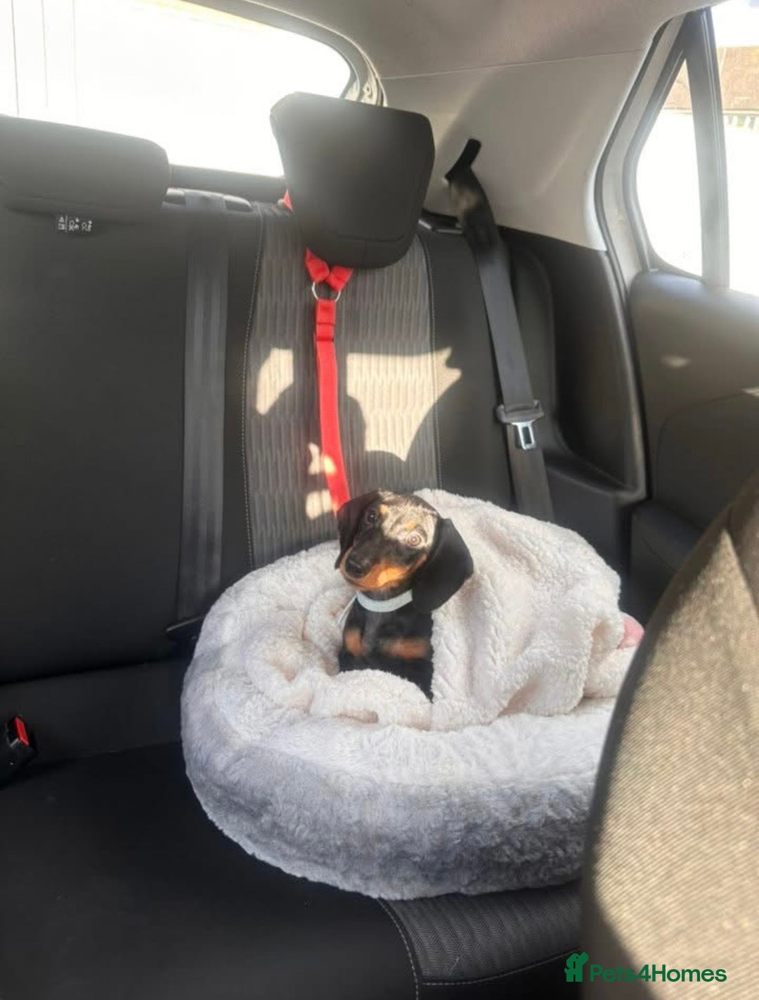 Dachshund dogs for sale: 6 month dachshund  - Advert 2