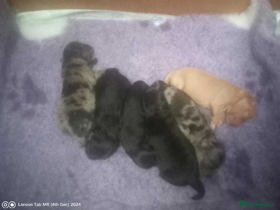 Mixed Breed dogs for sale: Spitz X pom puppies - Advert 2