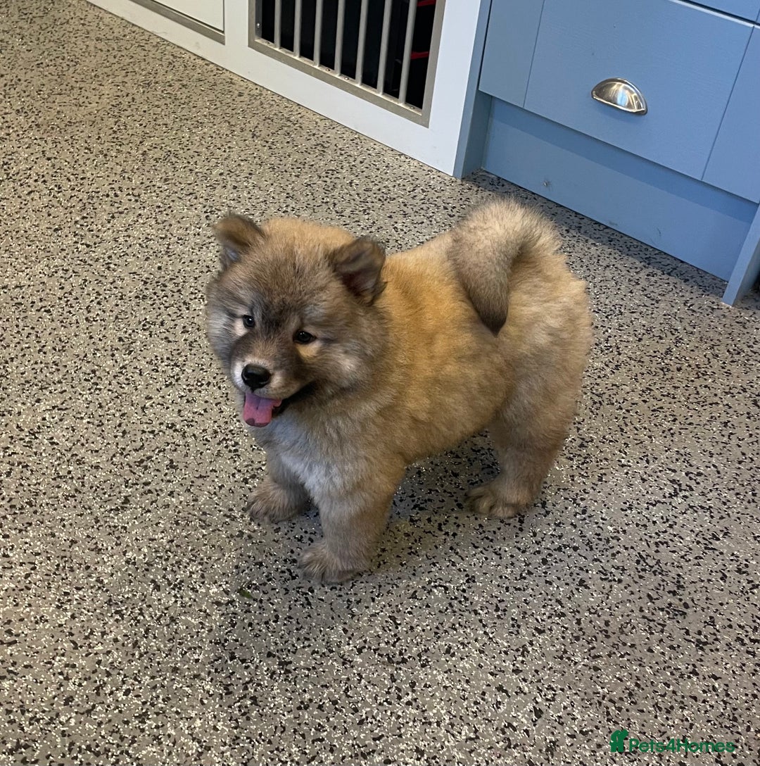Chow Chow dogs for sale: Genuine Teddy Bear Chowski Puppies - Image 3