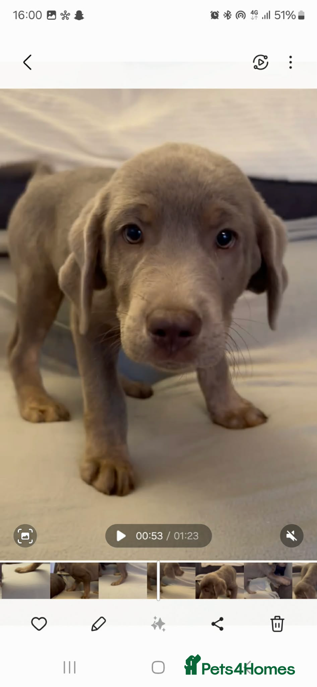 Labrador Retriever dogs for sale: Stunning silver Labradors  - Advert 28