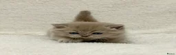 British Shorthair cats for sale: British shorthair kittens  - Advert 8