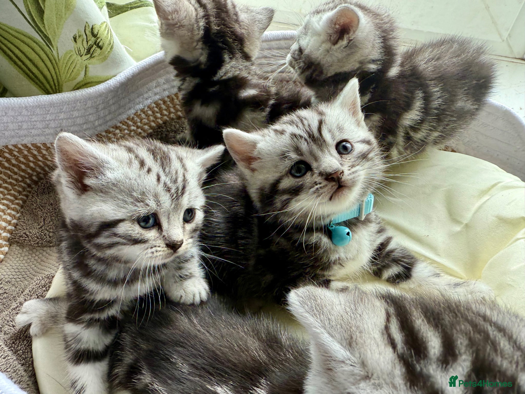 British Shorthair cats GCCF Rare Show Quality BSH Silver Tabby Kittens  - Advert 1
