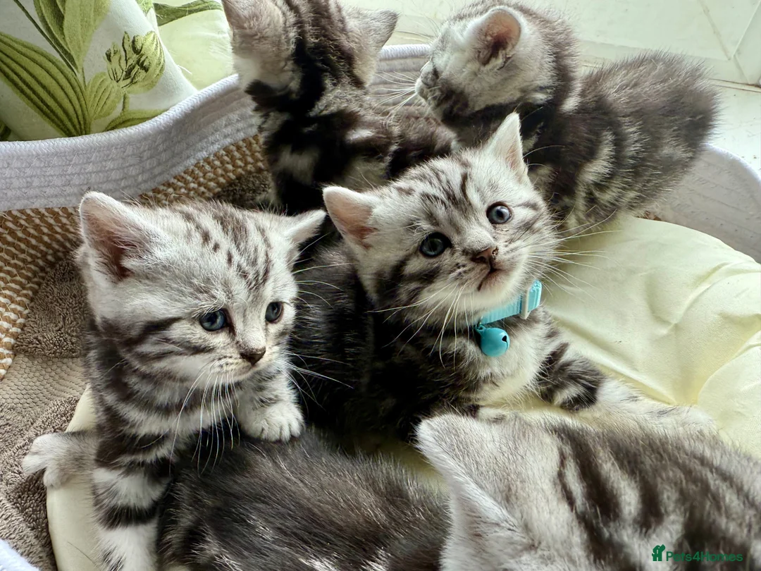 British Shorthair cats for sale: GCCF Rare Show Quality BSH Silver Tabby Kittens  - Advert 2