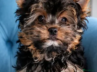 Yorkshire Terrier dogs 🐾 LAST YORKSHIRE TERRIER BOY AVAILABLE 🐾 - Advert 1