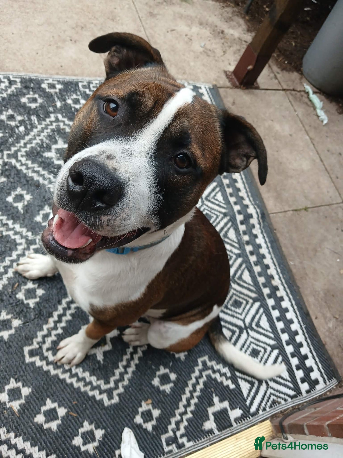 Mixed Breed dogs Free to a good home - Advert 9