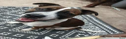 Mixed Breed dogs for sale: Free to a good home in Salford - Advert 1