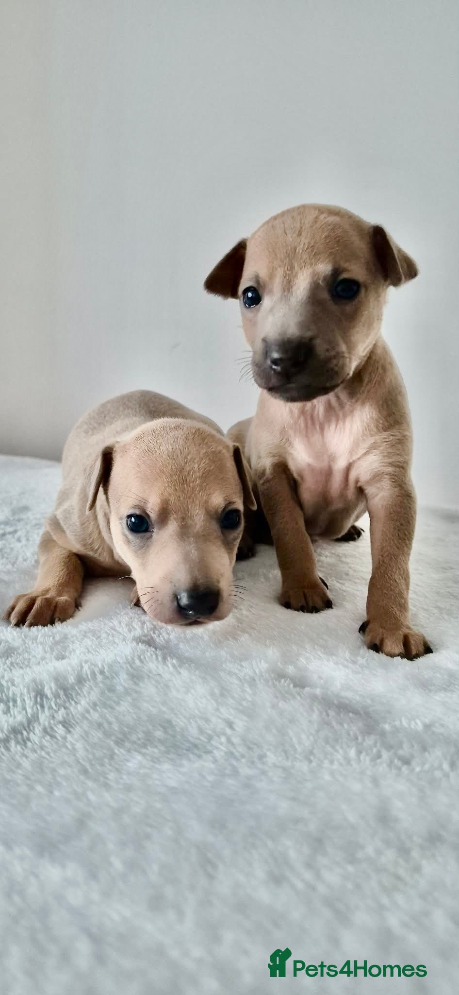 Italian Greyhound dogs ITALIAN GREYHOUND BOYS LEFT FOR NEW HOMES - Advert 1