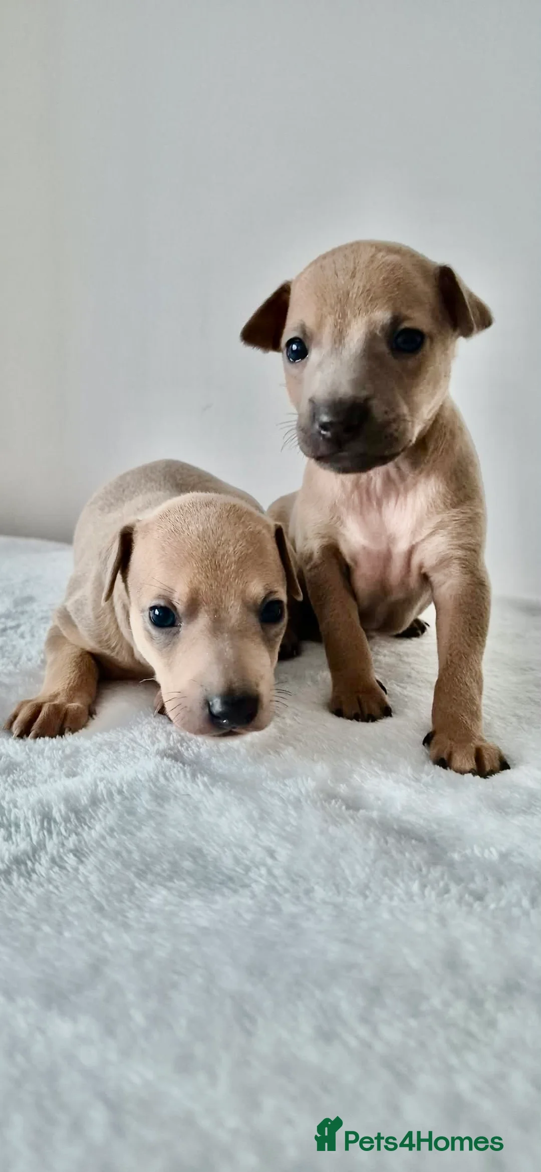 Italian Greyhound dogs for sale: ITALIAN GREYHOUND BOYS LEFT FOR NEW HOMES - Advert 1