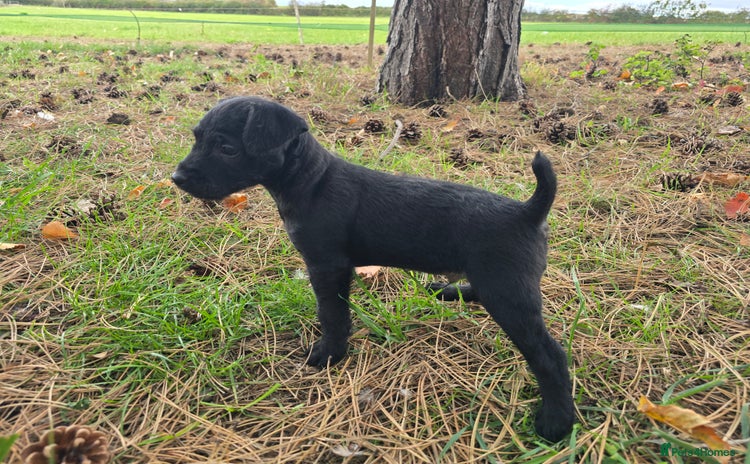 Patterdale Terrier dogs - Advert 1