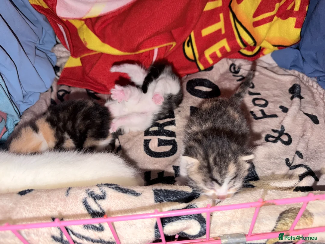 Mixed Breed cats for sale: 2 tabbies  - Advert 10