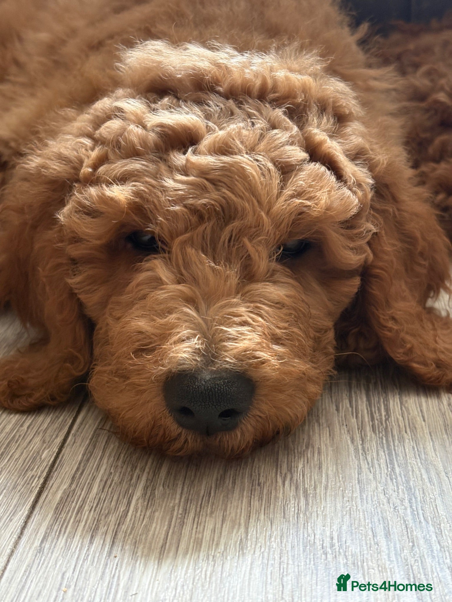 Goldendoodle dogs F1bb goldendoodle puppies READY TO LEAVE - Advert 1
