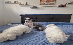 Bichon Frise dogs for sale: 3 Bichion frise girls for sale !! - Image 7