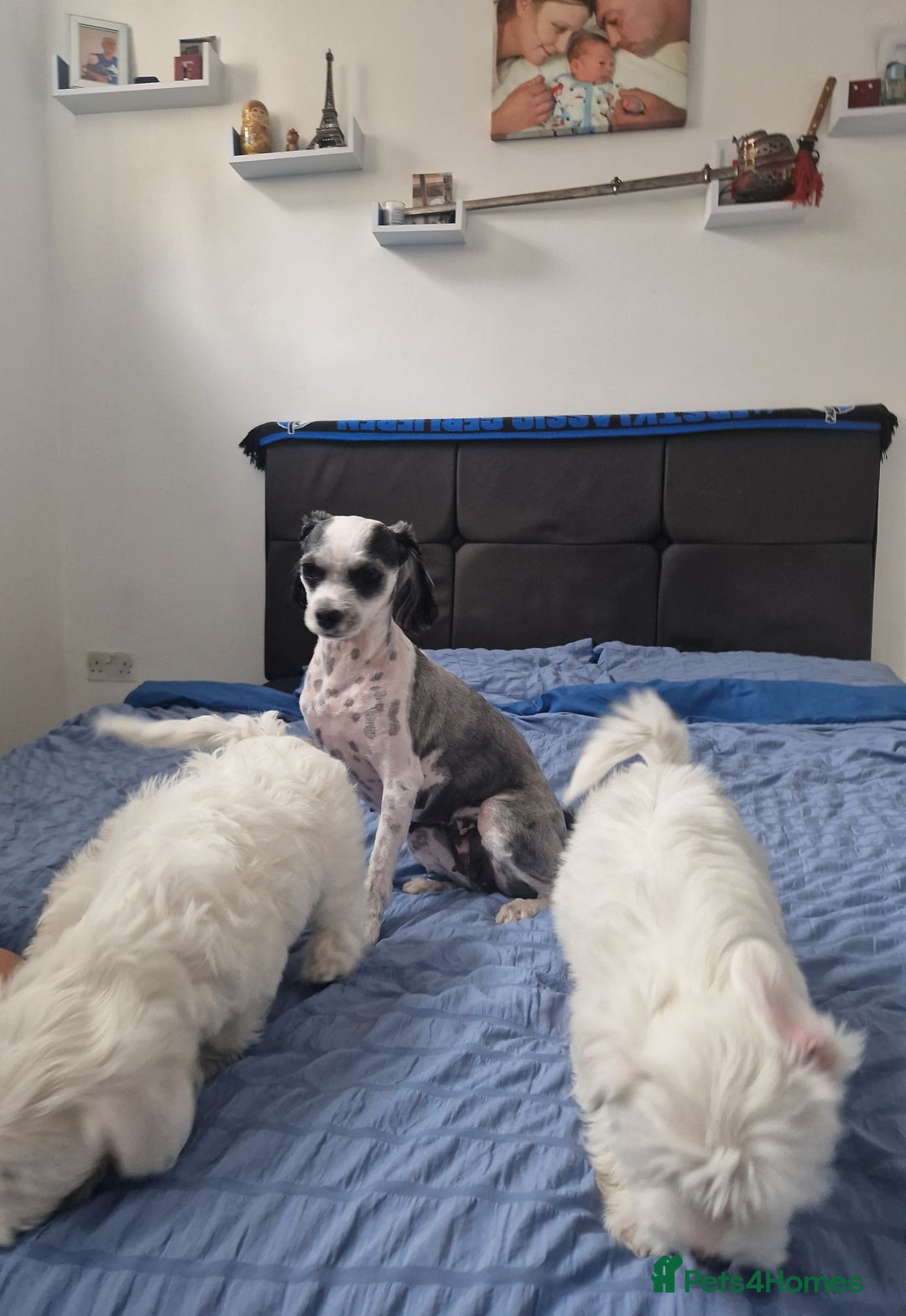 Bichon Frise dogs for sale: 3 Bichion frise girls for sale !! - Image 7