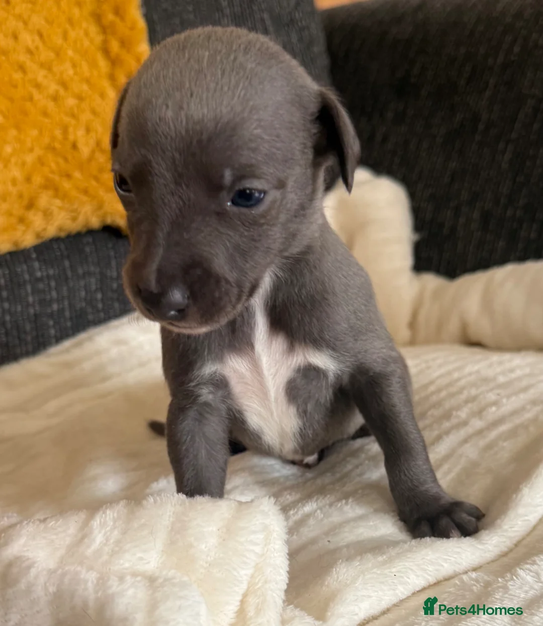 Whippet dogs for sale: Small Blue Whippets  - Advert 10